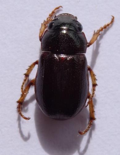 Leucothyreus sp.